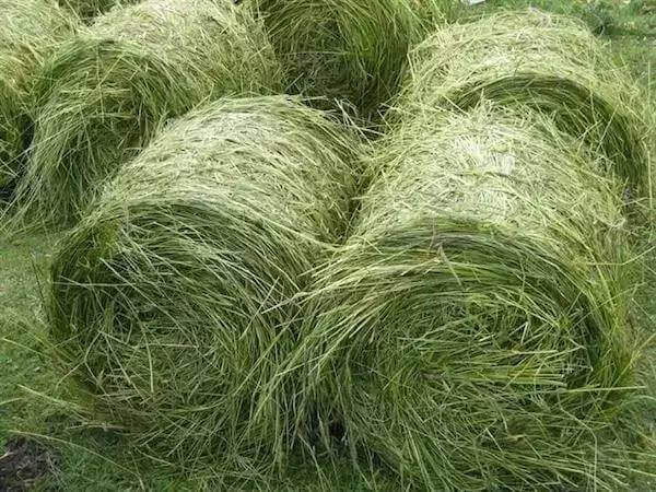 How to dry Napier grass